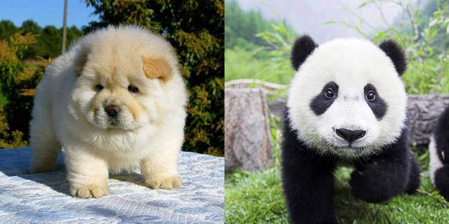 This Italian circus presented ChowChow puppies as pandas