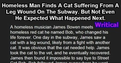homeless cat