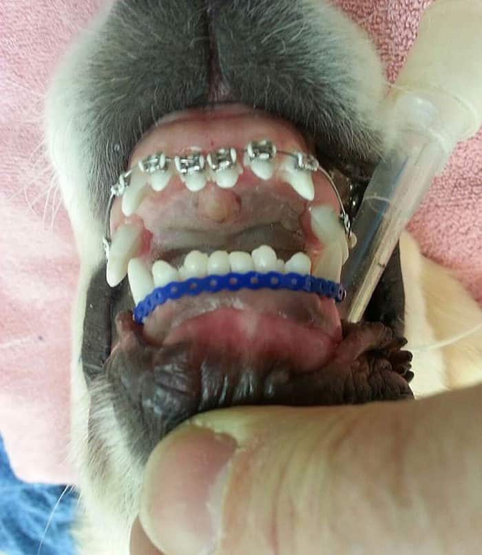 Dog with braces