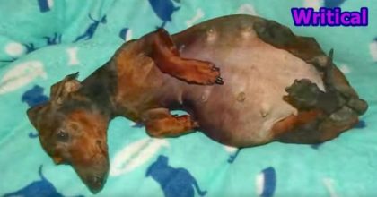 Little pregnant paralyzed Daschund Maria’s Happy Ending