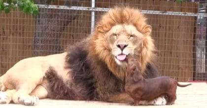 This wiener Dog is Loved by a Lion