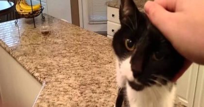 cat has a deep voice