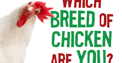 chicken
