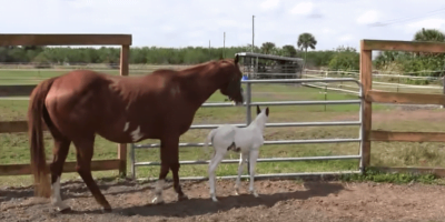 Rare horse breed that might cost more than you think. Rare horse breed that might cost more than you think.