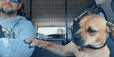 Dog holds the new owner’s hand all the way to the house. Dog holds the new owner’s hand all the way to the house.
