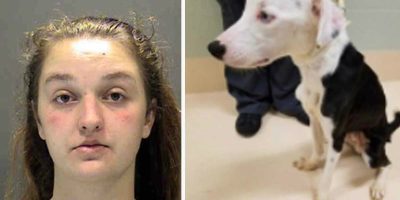 Owner arrested for nearly starving to death a dog that she adopted. Owner arrested for nearly starving to death a dog that she adopted.