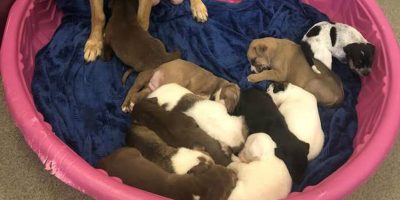 Volunteer’s at shelters notices how one of the puppies they were taking care of, has a mustache. Volunteer’s at shelters notices how one of the puppies they were taking care of, has a mustache.