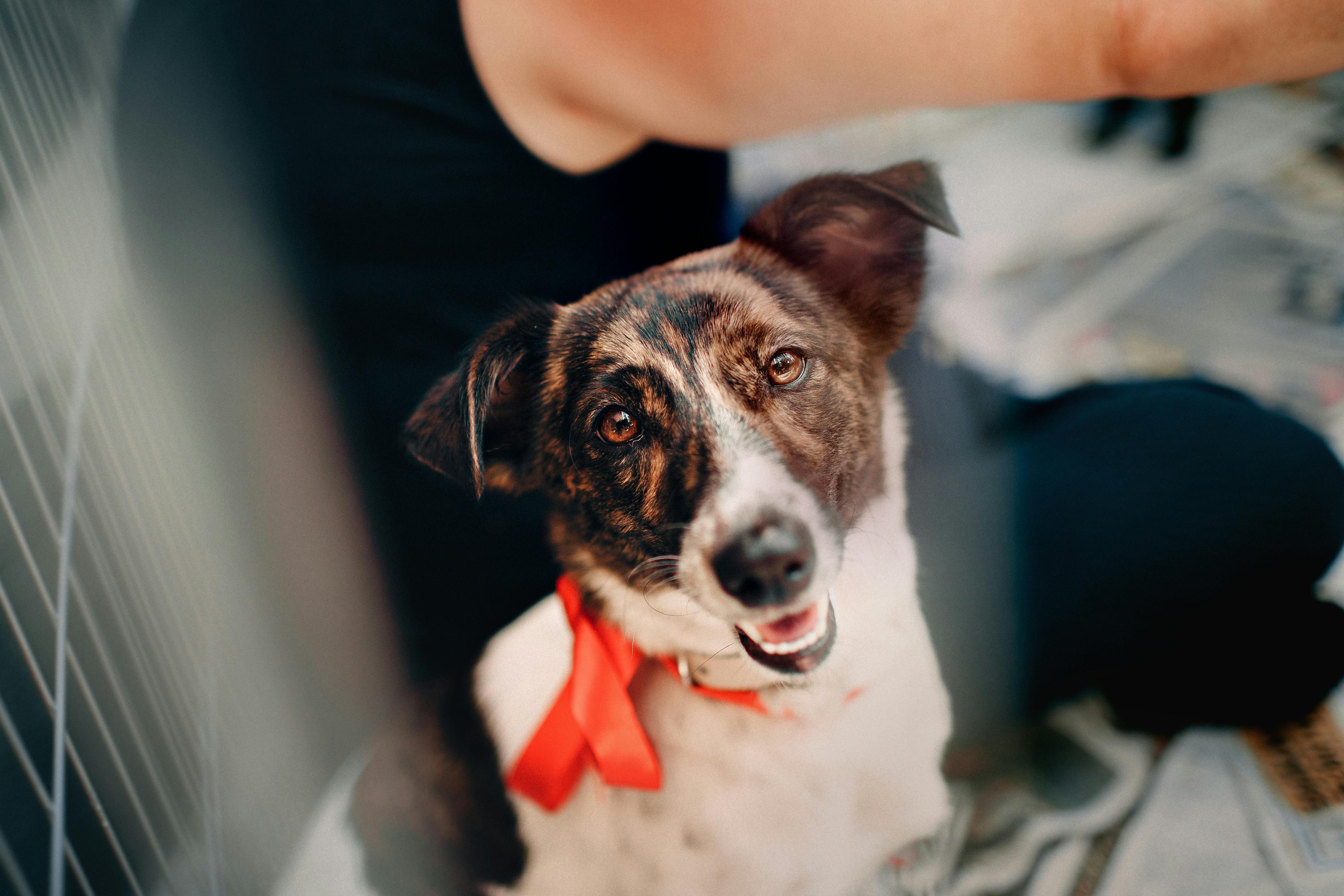 A dog in a cage | Source: Pexels