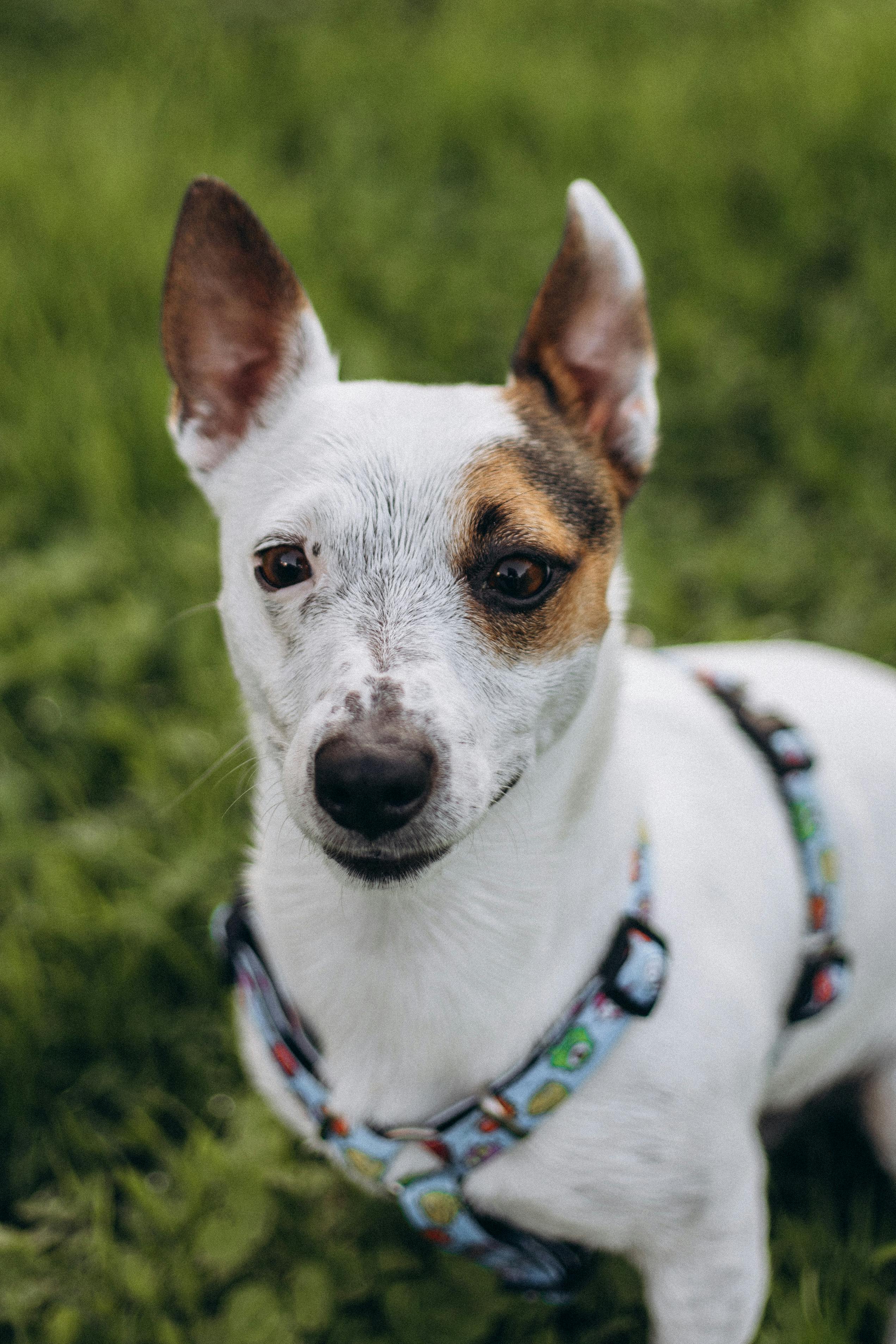 Close up shot of a healthy dog | Source: Pexels