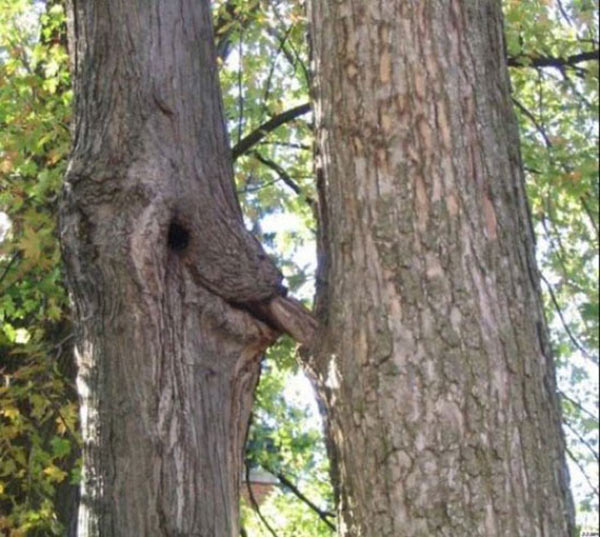 prove-dirty-mind-two-trees-bj-nature