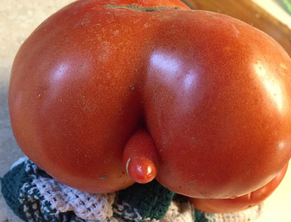 prove-dirty-mind-tomato-butt-dick