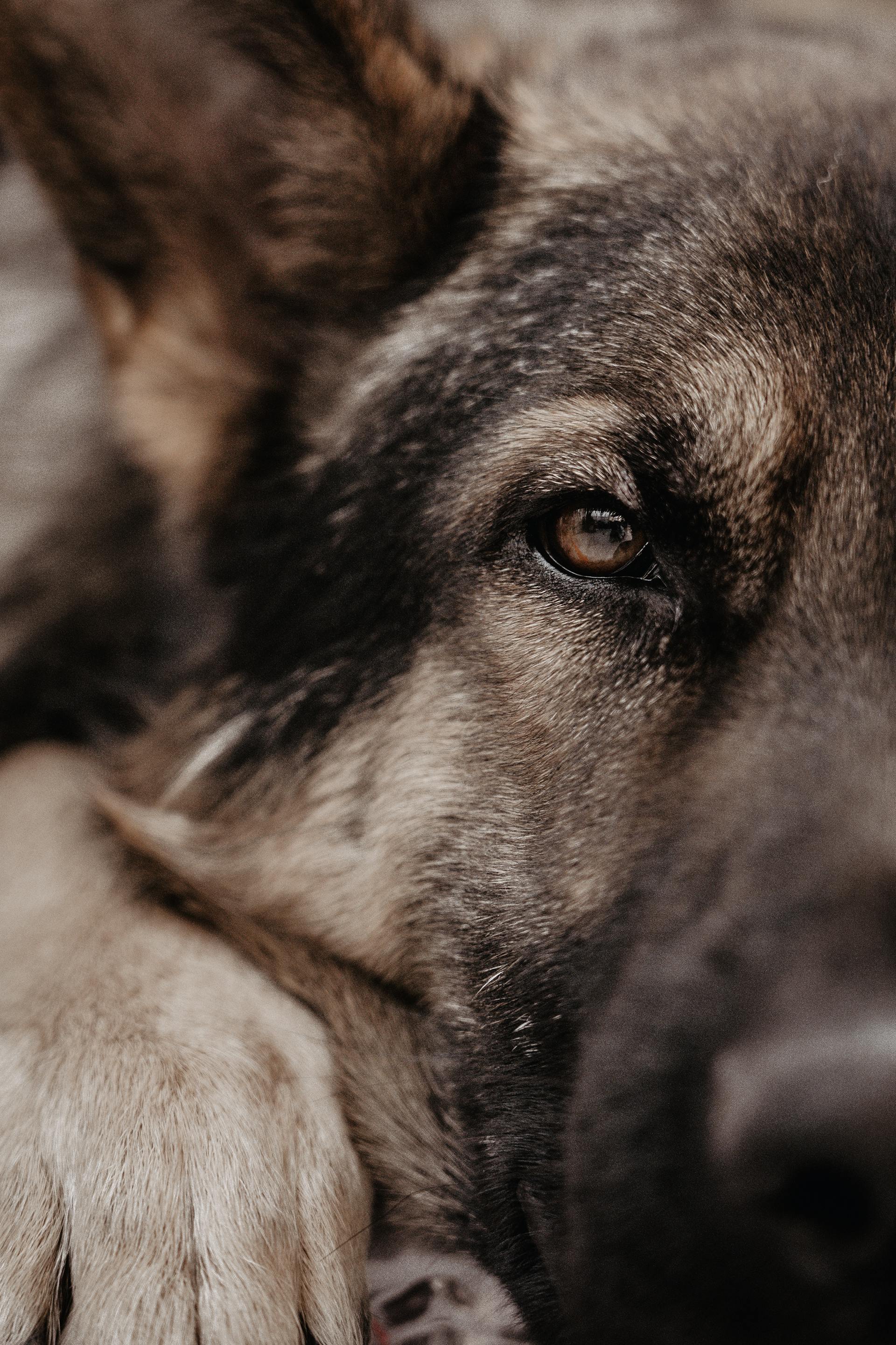 A German Shepherd | Source: Pexels